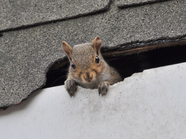 Roswell Wildlife Removal