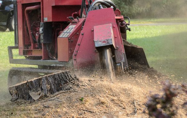 Roswell Tree Removal